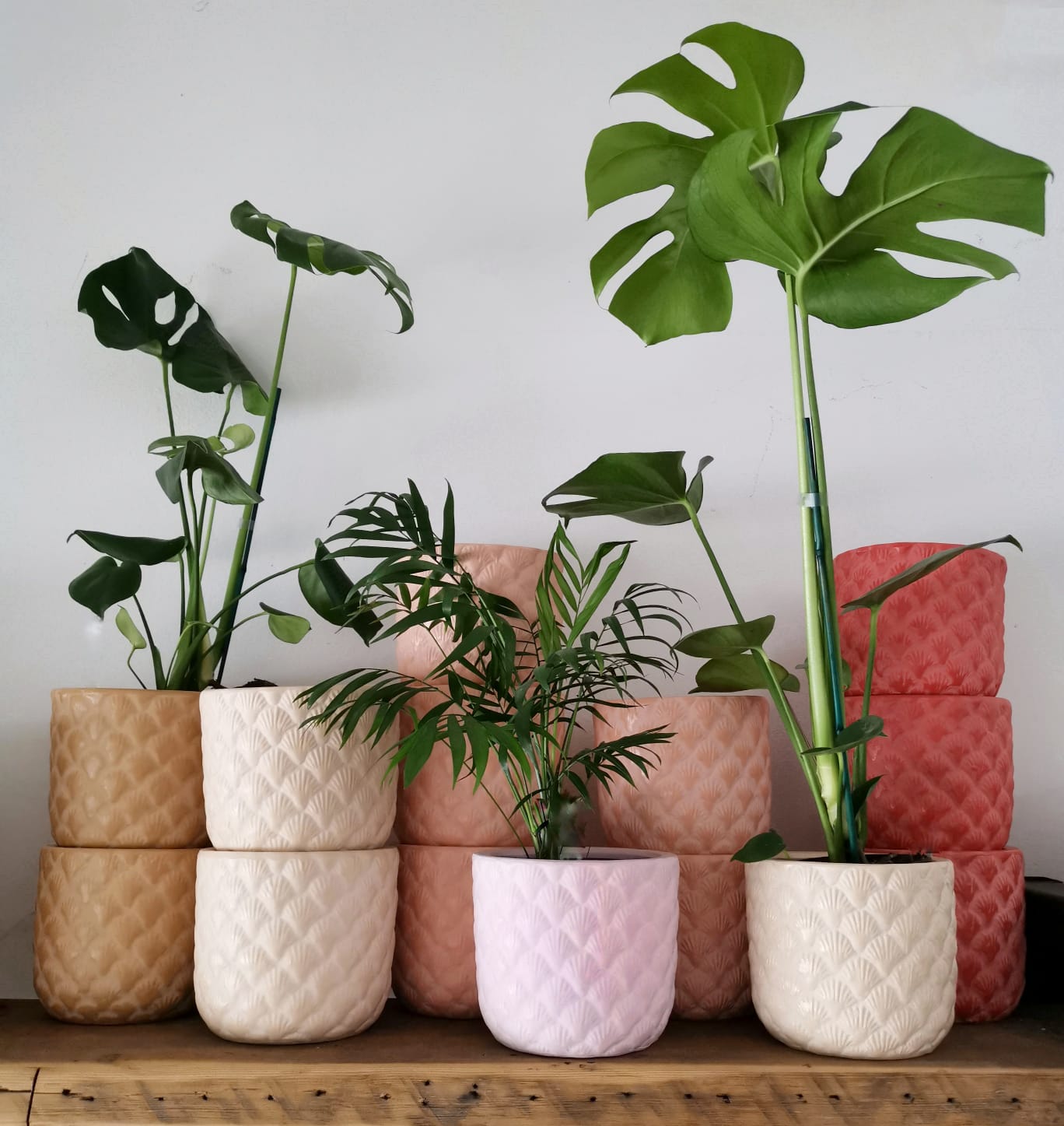 Shell pots – Bear Trader
